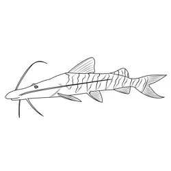 Tigrinus Catfish Free Coloring Page for Kids