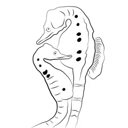 Sea Horse 1 Free Coloring Page for Kids