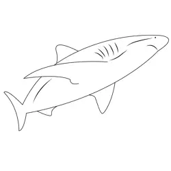 Rainer Schimpf Shark Free Coloring Page for Kids