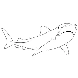 Tiger Shark Free Coloring Page for Kids