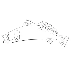 Browm Trout Free Coloring Page for Kids