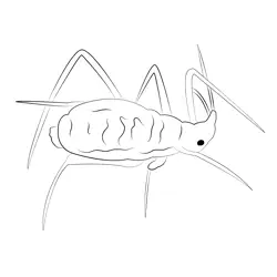 White Aphid Free Coloring Page for Kids