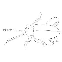 Flea Beetle Mysticz
