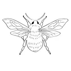 Bumble Bee 4 Free Coloring Page for Kids