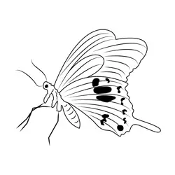 One Side View Of Butterfly Free Coloring Page for Kids