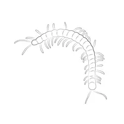 Insect Centipede Free Coloring Page for Kids