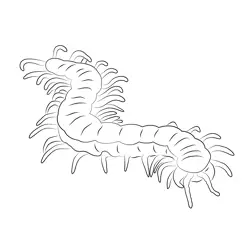 Megarian Banded Centipede
