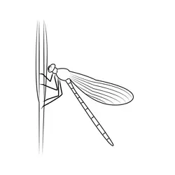 Dragonfly Insect Free Coloring Page for Kids
