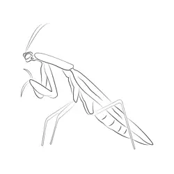 Mantis Eating Free Coloring Page for Kids