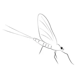 Mayfly Fly Free Coloring Page for Kids