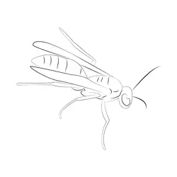 Misc Wasp