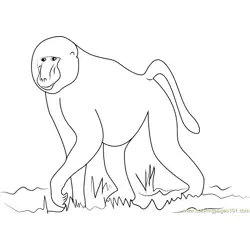 African Baboon Free Coloring Page for Kids