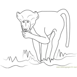 Chacma Baboon Free Coloring Page for Kids