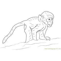 Happy Baby Baboon Free Coloring Page for Kids