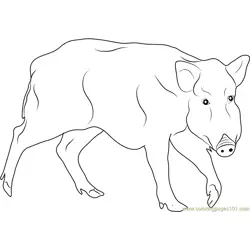 Black Boar Free Coloring Page for Kids