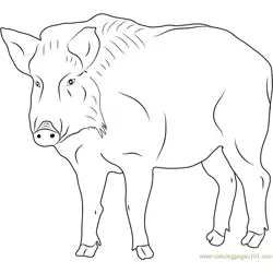 Boar Looking at You Free Coloring Page for Kids
