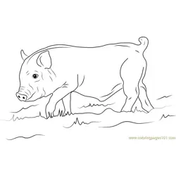 Young Wild Boar Free Coloring Page for Kids