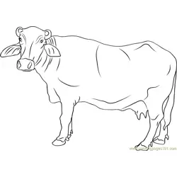Banni Buffalo Free Coloring Page for Kids
