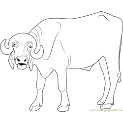 Baby Buffalo Coloring Page - Free Buffalo Coloring Pages