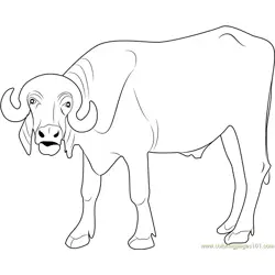 Indian Buffalo Free Coloring Page for Kids