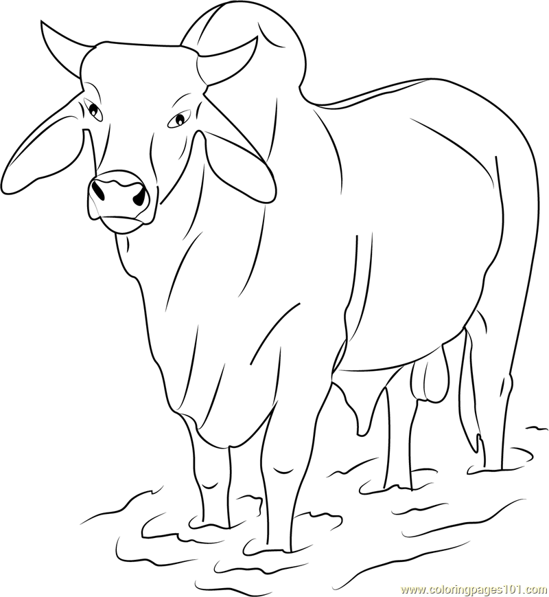 Gray Zebu Bull Coloring Page - Free Bull Coloring Pages