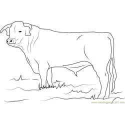 Ongole Bull Free Coloring Page for Kids