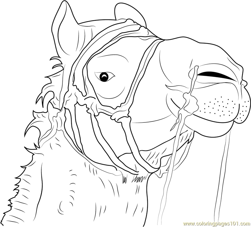 camal coloring pages - photo #35