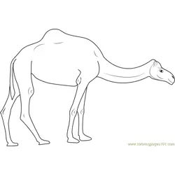 Camels on Road Free Coloring Page for Kids