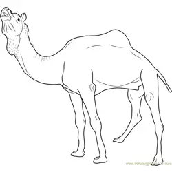 Marrecha Camel Free Coloring Page for Kids
