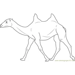 Two Humped Bactrian Camel