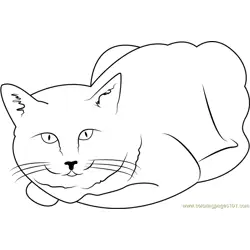 Cat Sedation Free Coloring Page for Kids