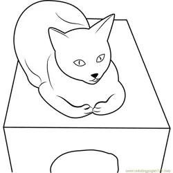 Cat is sitting on Box Free Coloring Page for Kids