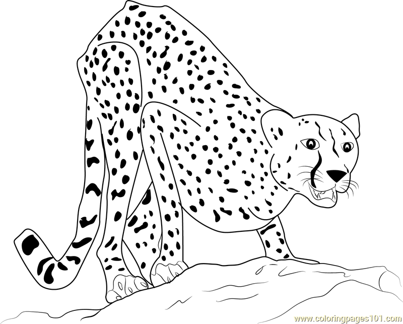 Adult Cheetah Coloring Page Free Cheetah Coloring Pages
