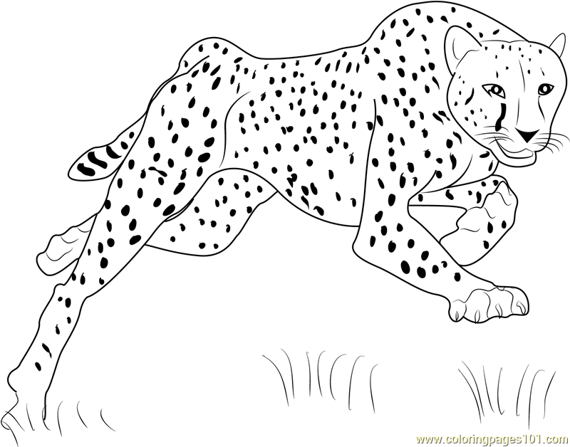 Bouncing Cheetah printable coloring page for kids and adults