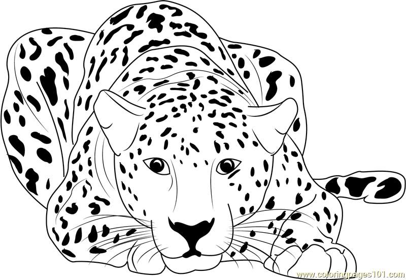baby cheetah coloring pages to print - photo #27