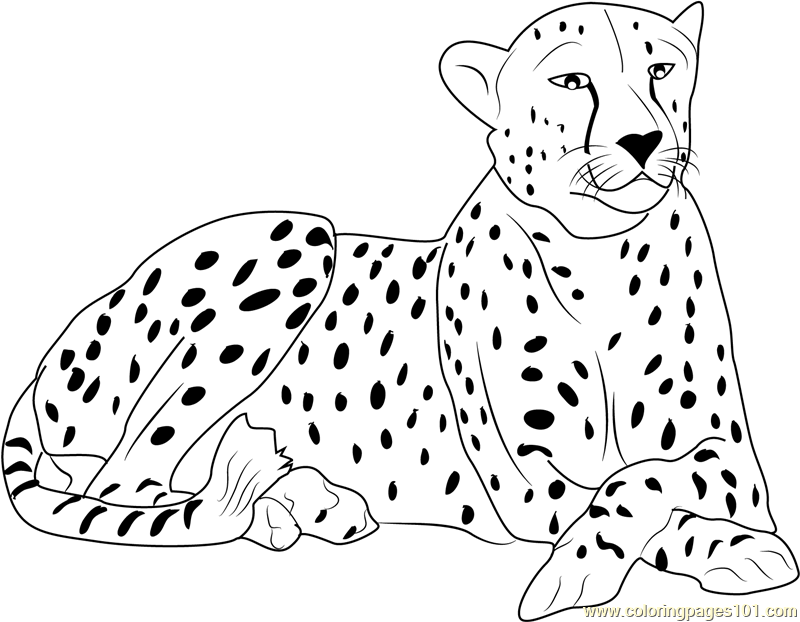 Cheetah Coloring Page Free Cheetah Coloring Pages