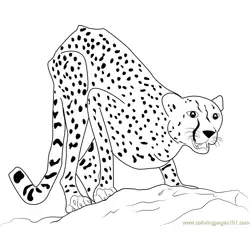 Adult Cheetah Free Coloring Page for Kids