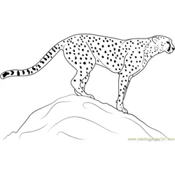 Cheetah Standing on Rock Free Coloring Page for Kids