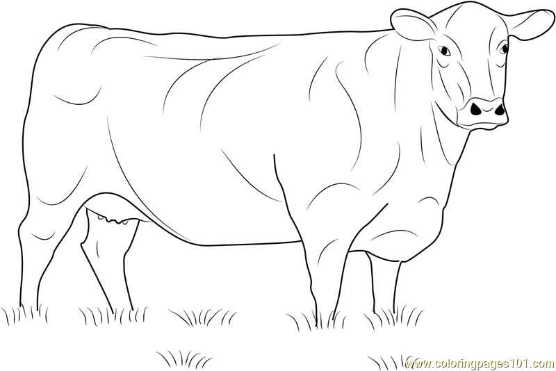 Angus Cow Coloring Page - Free Cow Coloring Pages : ColoringPages101.com