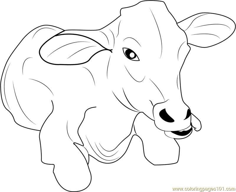 Baby Cow Coloring Page - Free Cow Coloring Pages : ColoringPages101.com