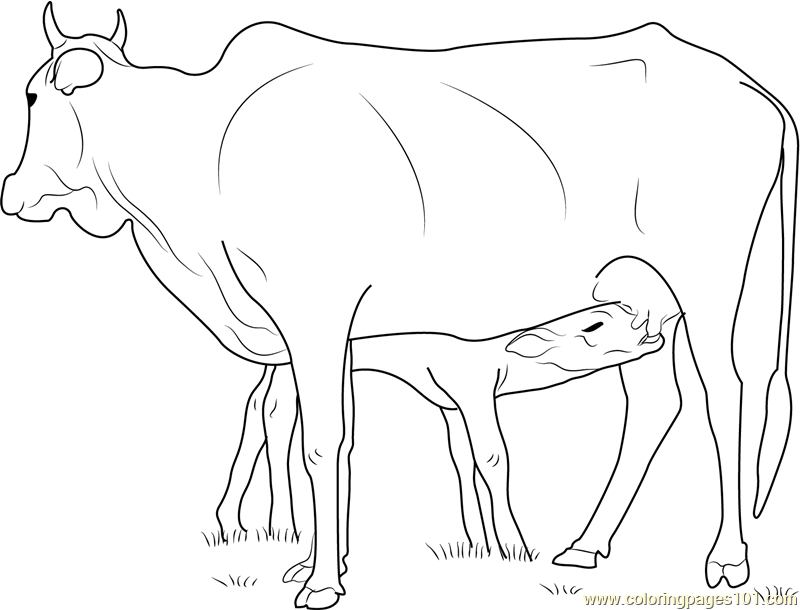 calf coloring pages - photo #47
