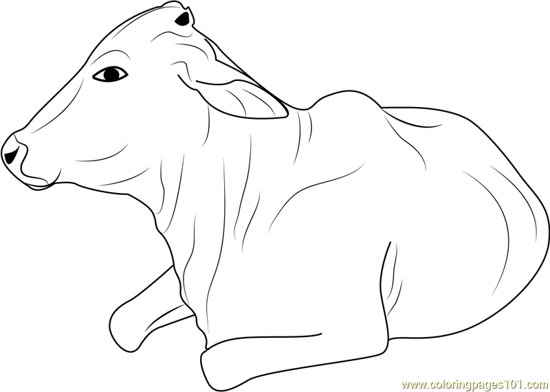 Angus Beef Cow Coloring Pages Coloring Pages