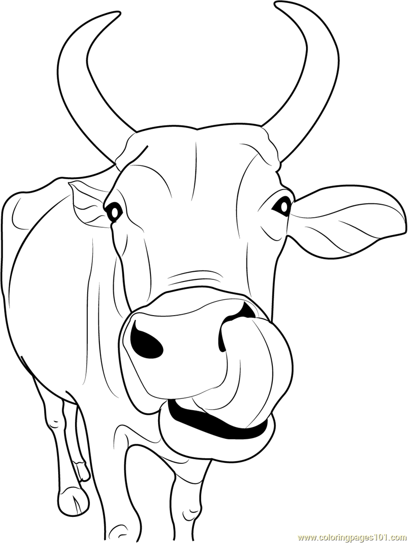 Indian Cow Face Coloring Page - Free Cow Coloring Pages