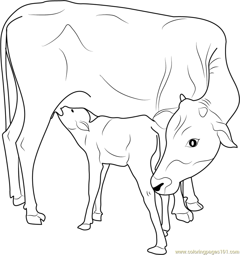 calf coloring pages - photo #16