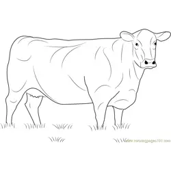 Angus Cow Free Coloring Page for Kids