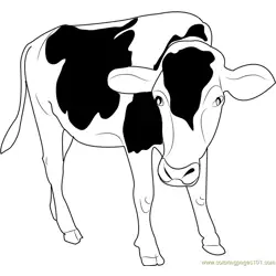 Black and White Cow Free Coloring Page for Kids