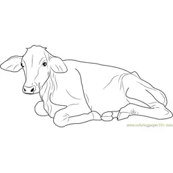 Cow Sitting Free Coloring Page for Kids