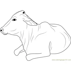Cow take Sunbathing Free Coloring Page for Kids