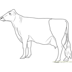 Vechur Cow Free Coloring Page for Kids