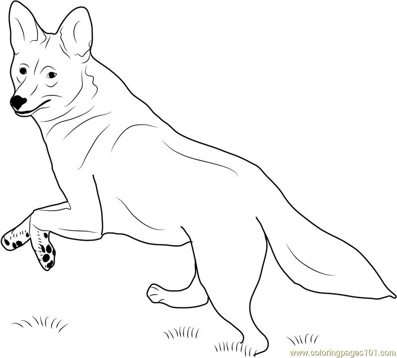 Coyote Running Coloring Page - Free Coyote Coloring Pages